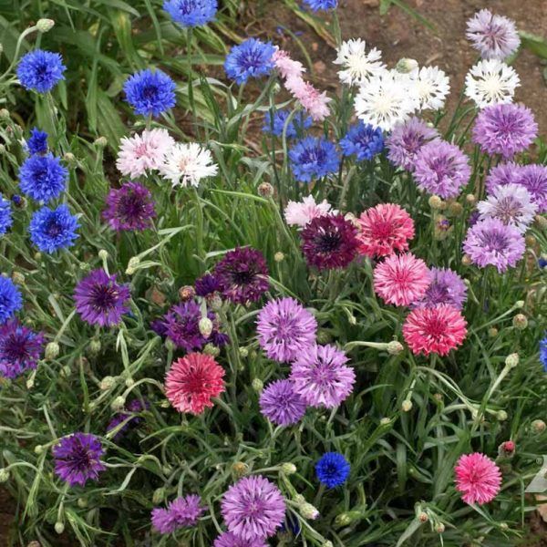 Cornflower Fairy Lights Seedbom
