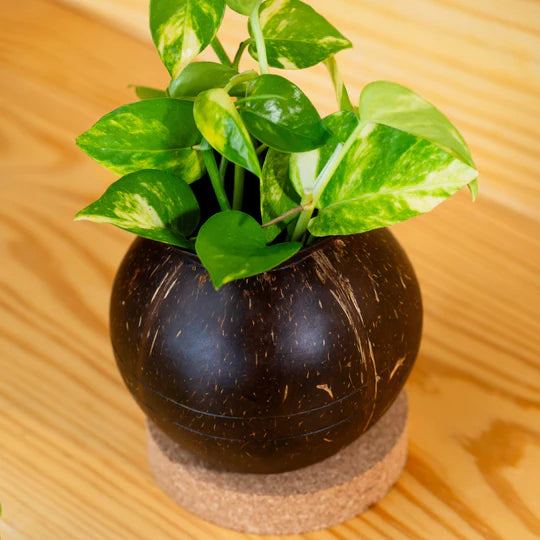 Plant Pot with Cork Tray